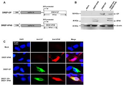 Alphavirus Replicon DNA Vectors Expressing Ebola GP and VP40 Antigens Induce Humoral and Cellular Immune Responses in Mice